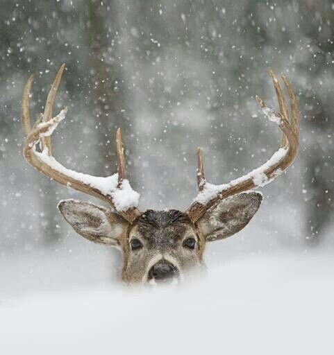 snowy stag.jpg